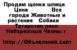 Продам щенка шпица.  › Цена ­ 15 000 - Все города Животные и растения » Собаки   . Татарстан респ.,Набережные Челны г.